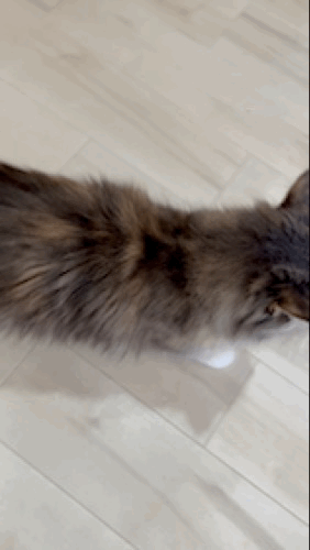 �X���̗l�q ����