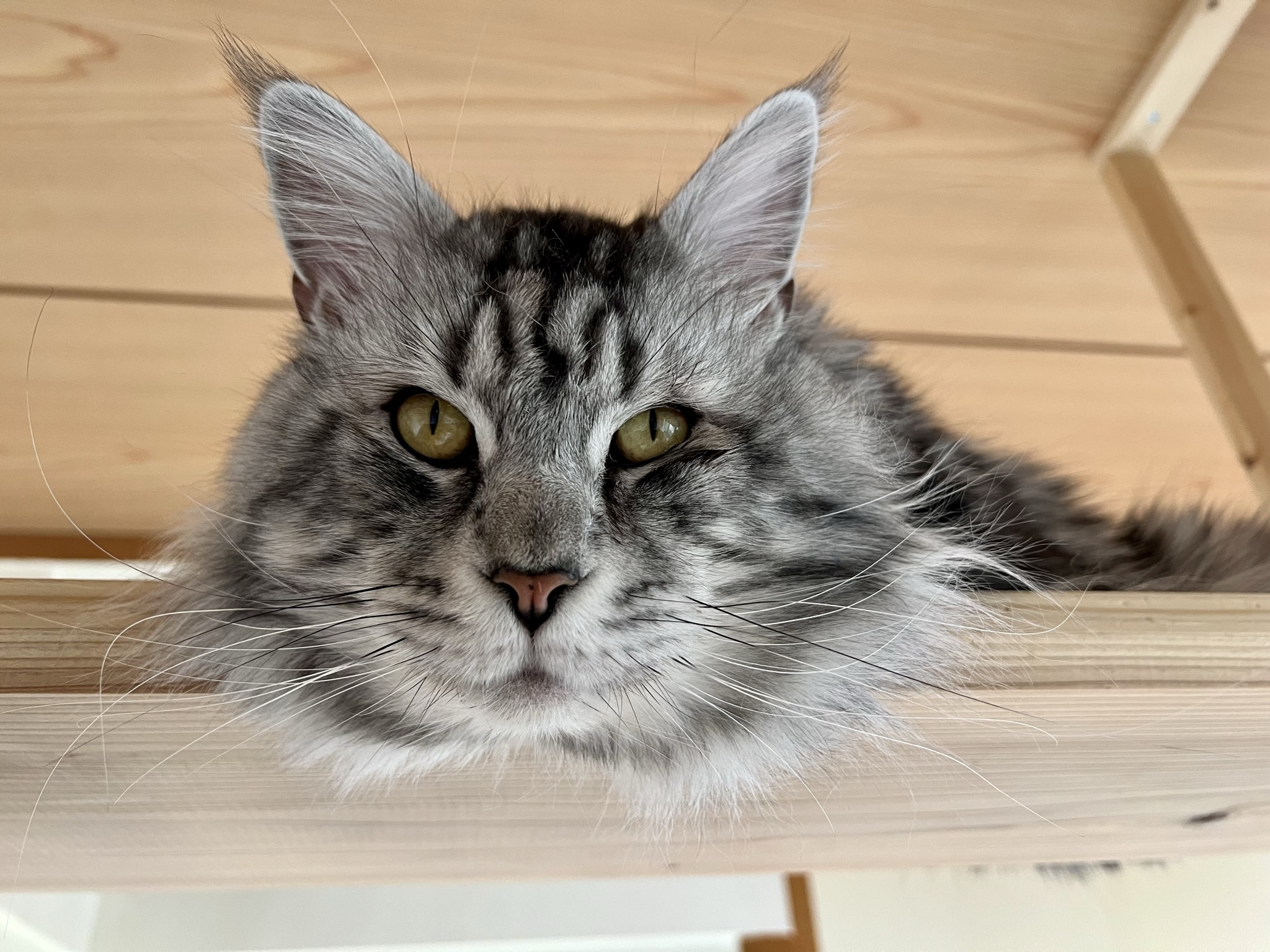 �ɂ�񂱃X�^�b�t�@�A���W�F���g�̉摜