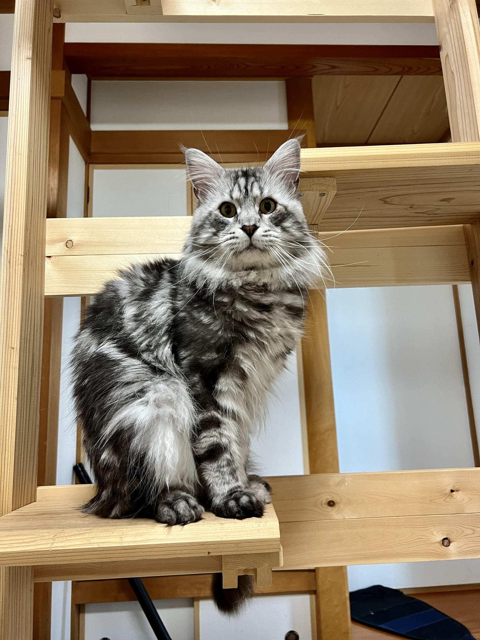 �A���W�F���g